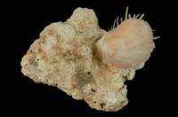 藏品(安娜海菊蛤)的圖片